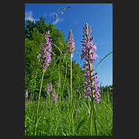 2017-06-12_Dactylorhiza_bei_Sickte.jpg