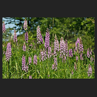 2017-06-14_Dactylorhiza_bei_Sickte_01.jpg