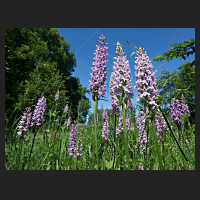 2017-06-14_Dactylorhiza_bei_Sickte_02.jpg