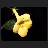 2013-06-03_Achimenes_Yellow_Beauty.jpg