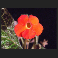 2013-08-26_Episcia_Tiger_Stripe_1.jpg