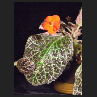 2013-08-26_Episcia_Tiger_Stripe_2.jpg